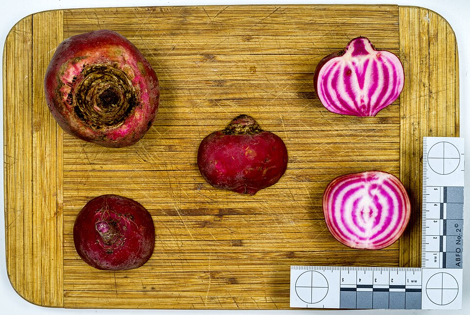 Beet plant