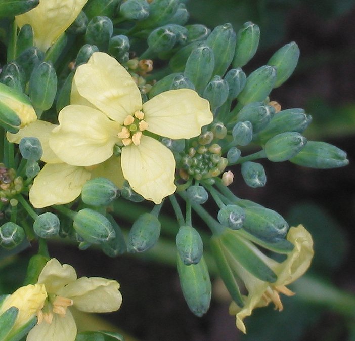 Broccoli plant