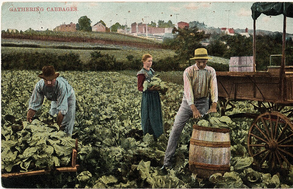 Cabbage plant