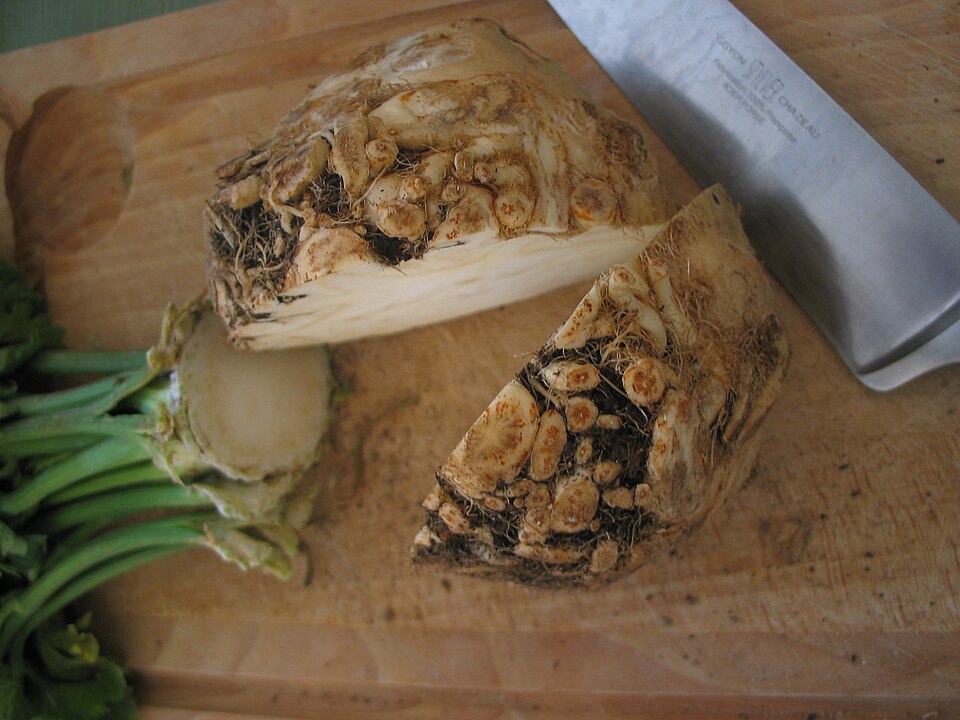 Celeriac plant