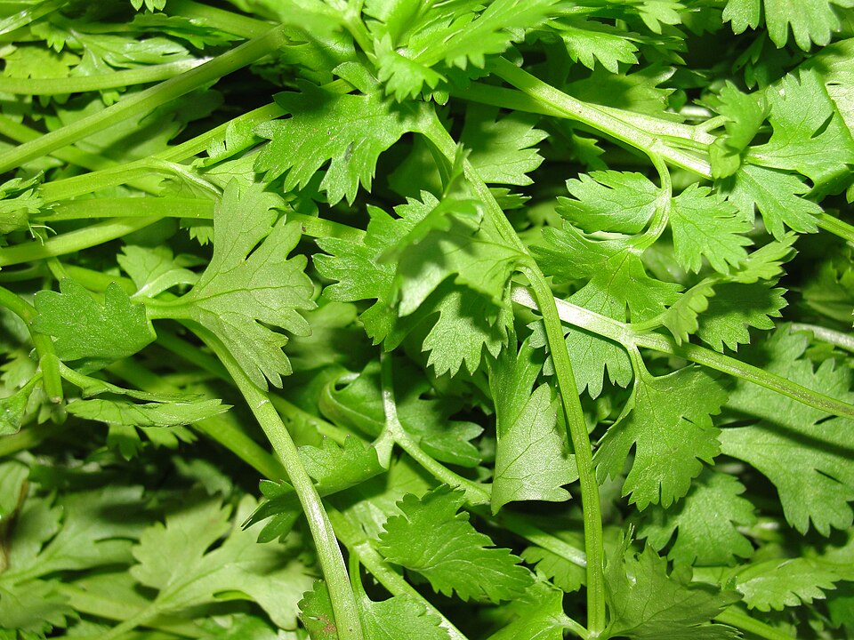 Cilantro / Coriander plant