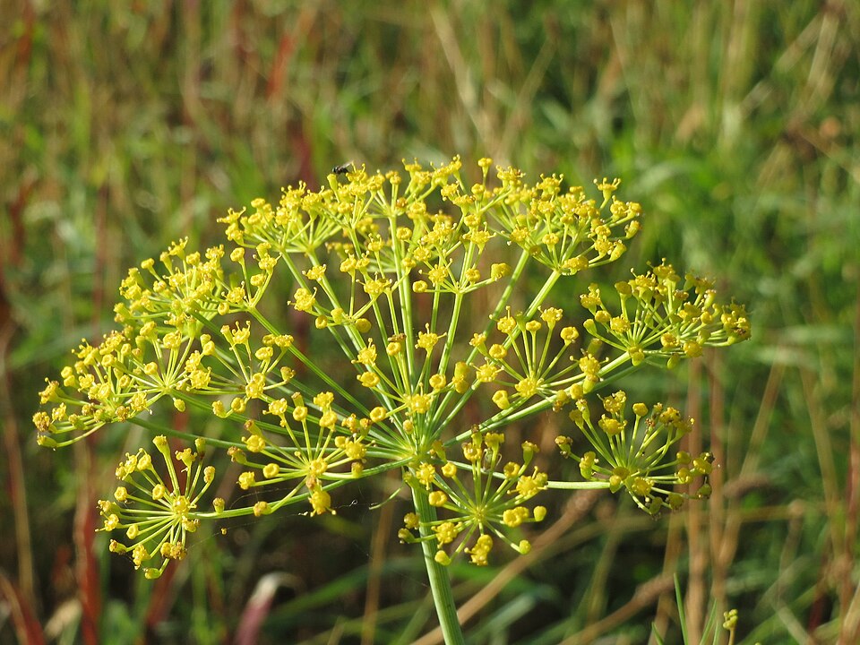 Dill plant