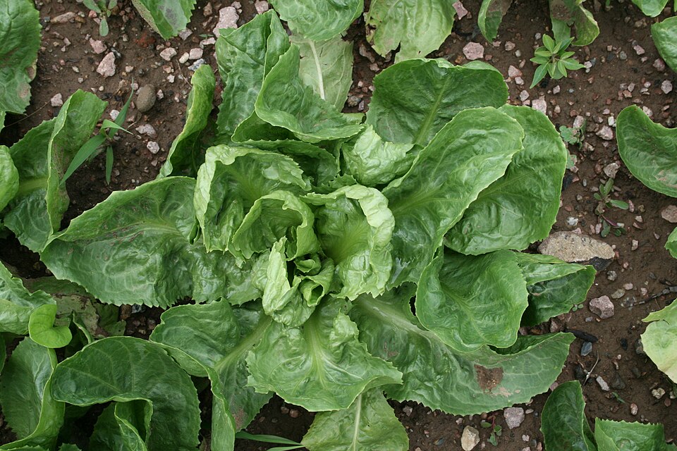 Endive & Escarole plant