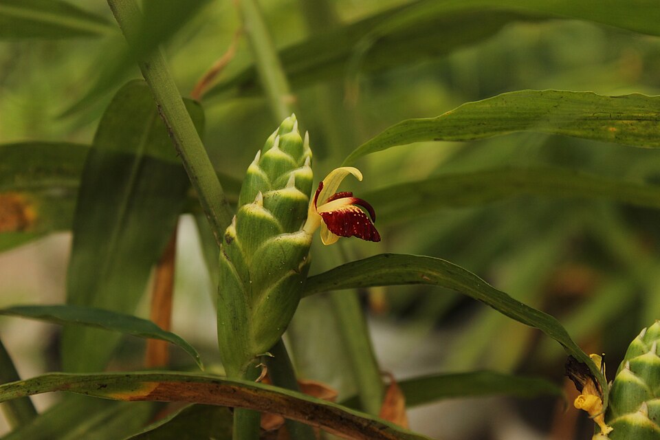 Ginger plant