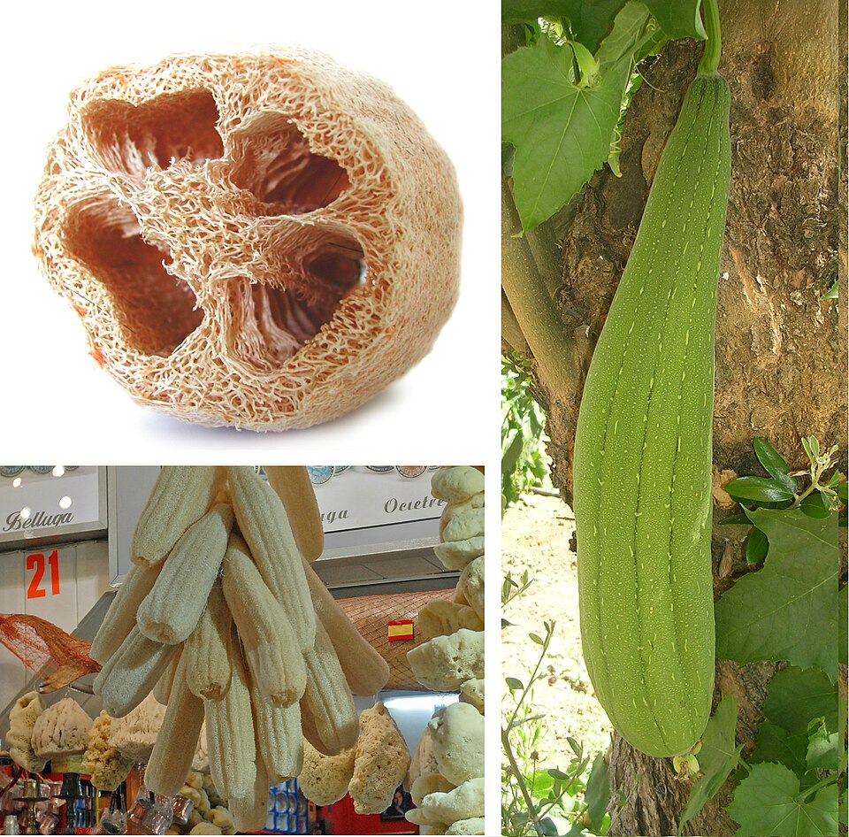 Luffa (Loofah Gourd) plant