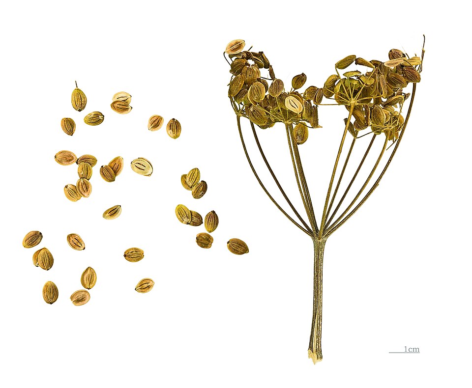 Parsnip plant