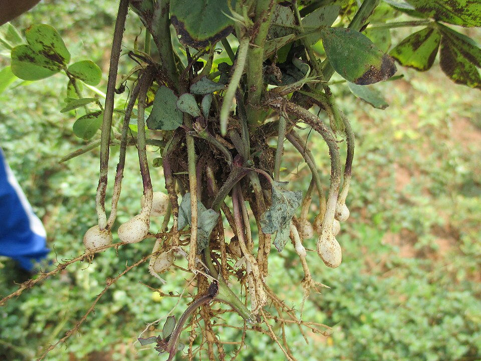 Peanut plant