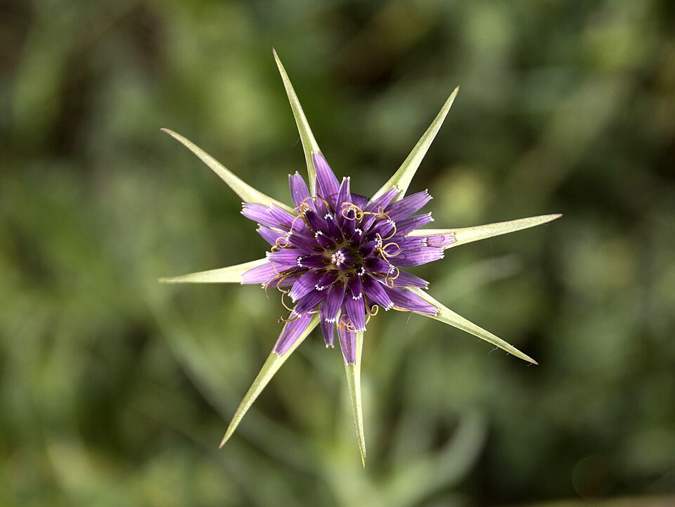 Salsify plant