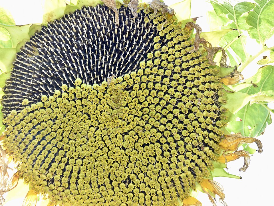 Sunflower plant