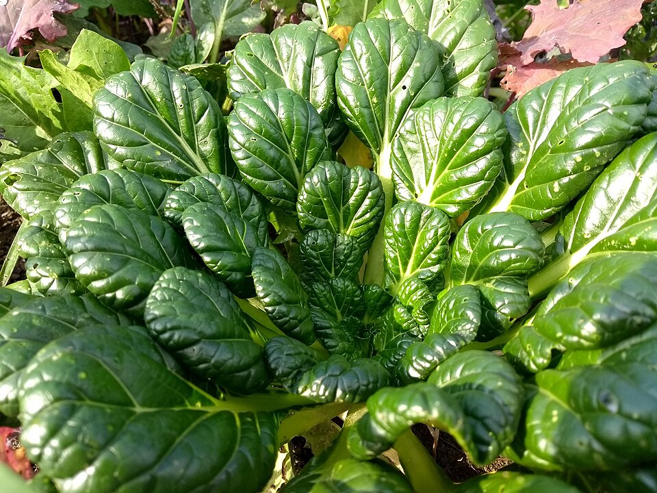 Tatsoi plant