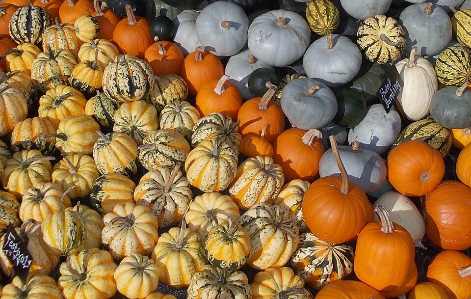 Winter Squash plant