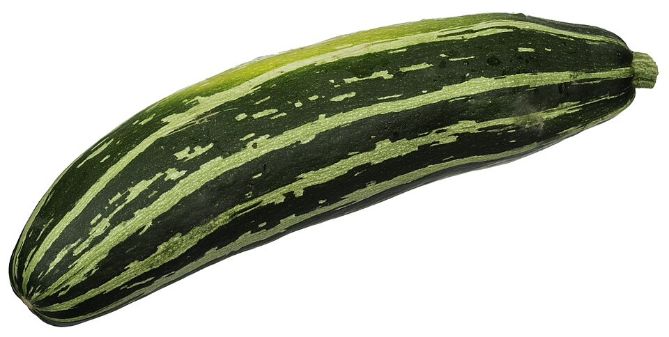 Zucchini / Summer Squash plant