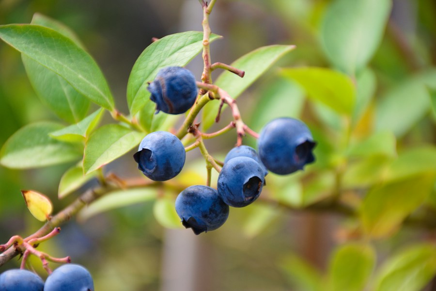 Blueberries on the bush