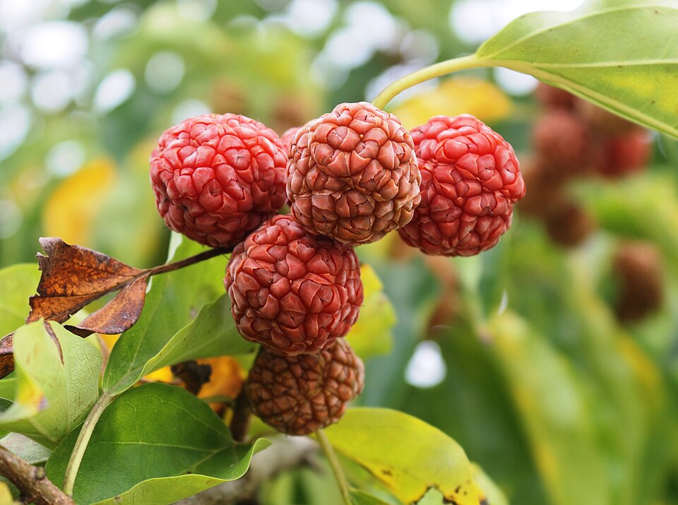 Che fruit