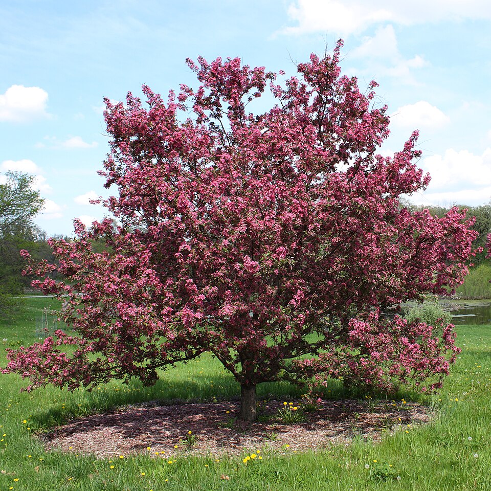 Crabapple fruit