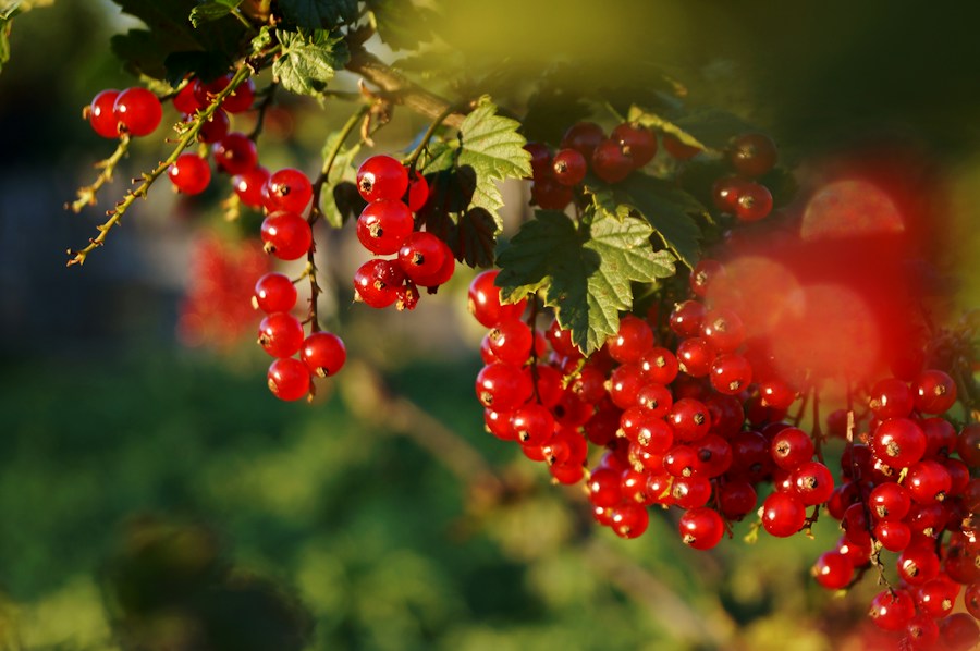Red currants on the branch