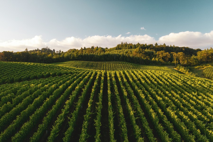 Rows of grapevines in a vineyard