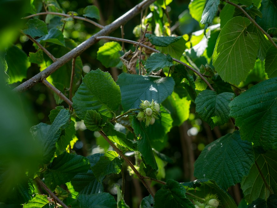 Hazelnuts growing on a branch
