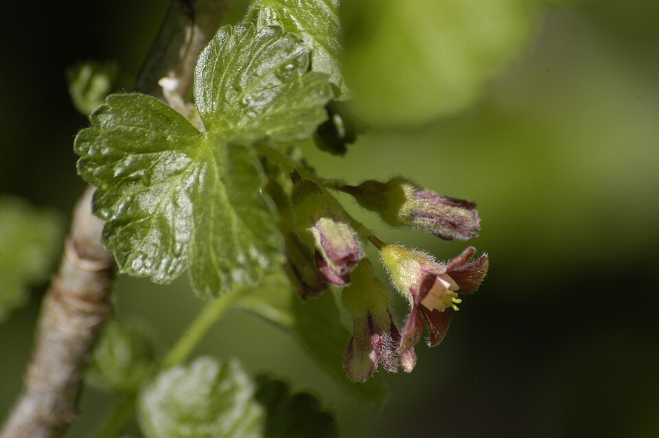 Jostaberry fruit