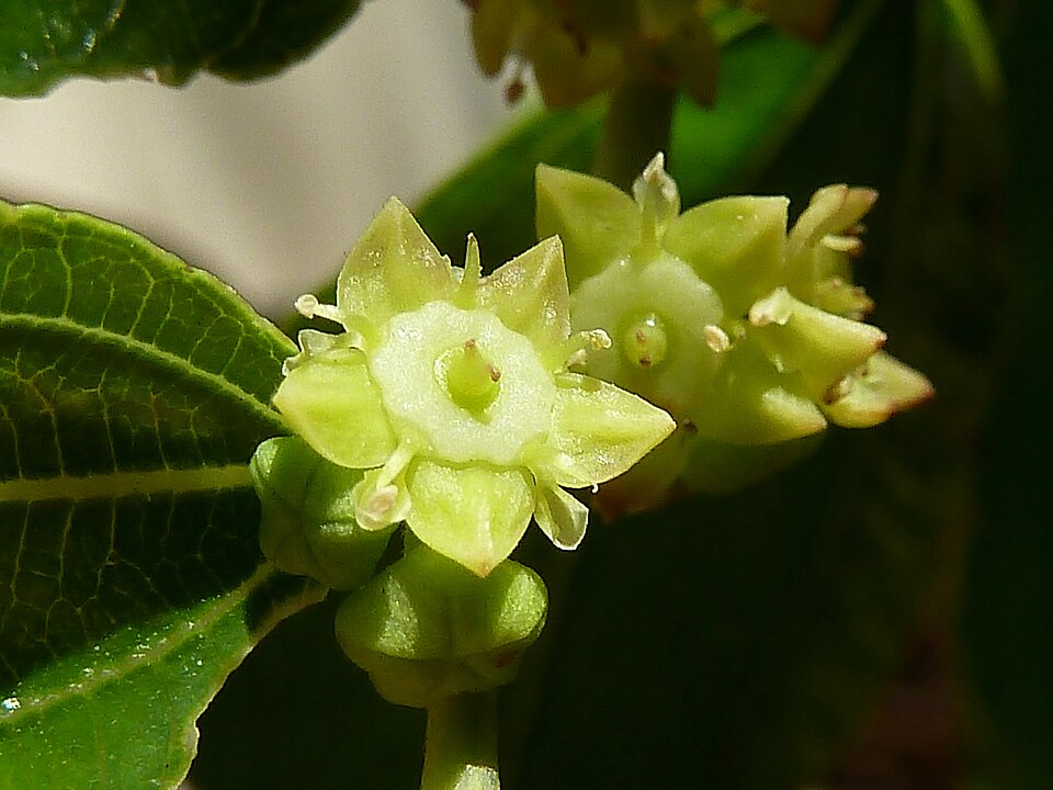 Jujube fruit