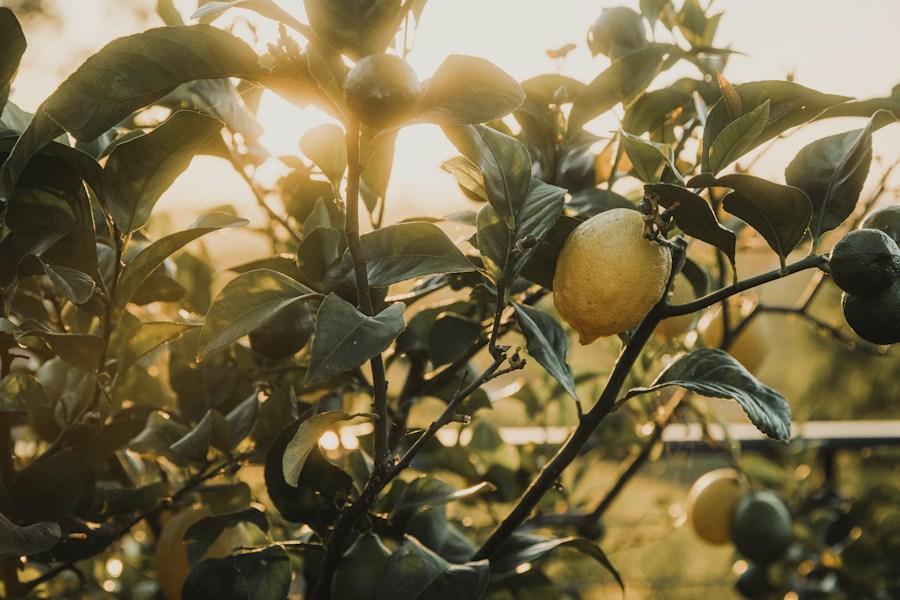 A lemon tree with fruit