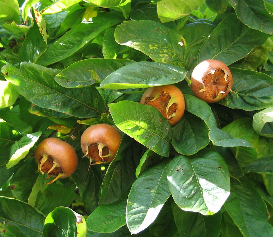 Medlar fruit