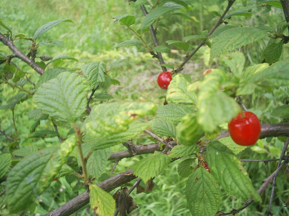 Nanking Cherry fruit