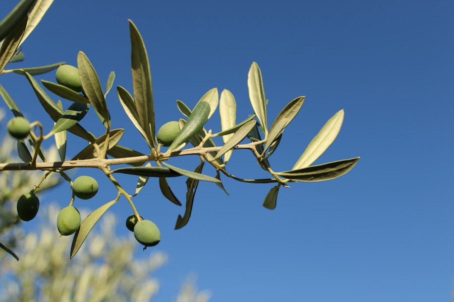 Green olives on a branch