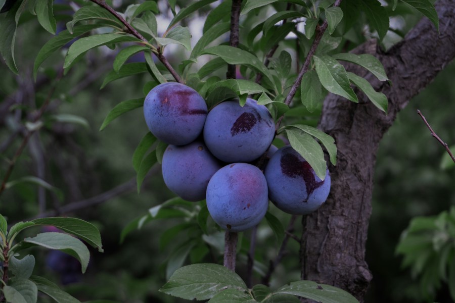Purple plums on the tree
