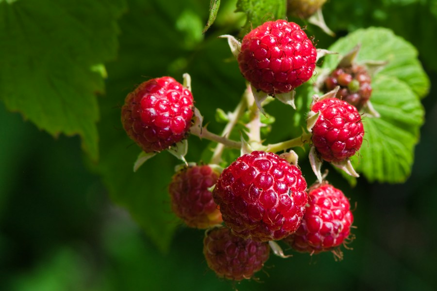 Red raspberry fruit close up