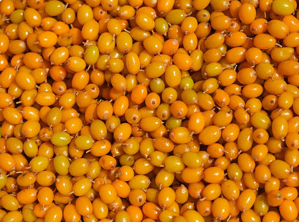 Sea Buckthorn fruit