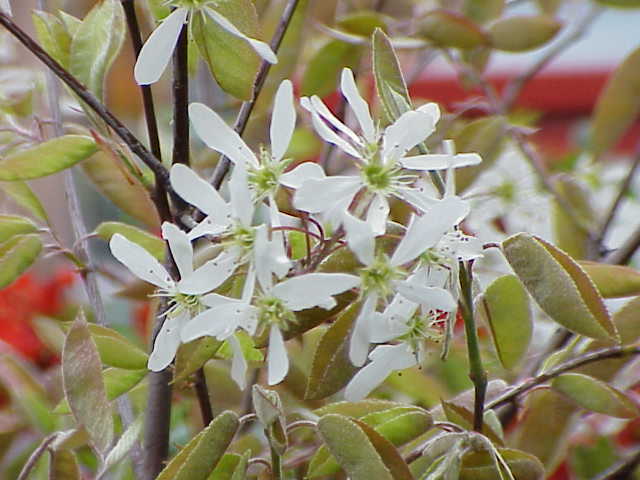 Serviceberry fruit