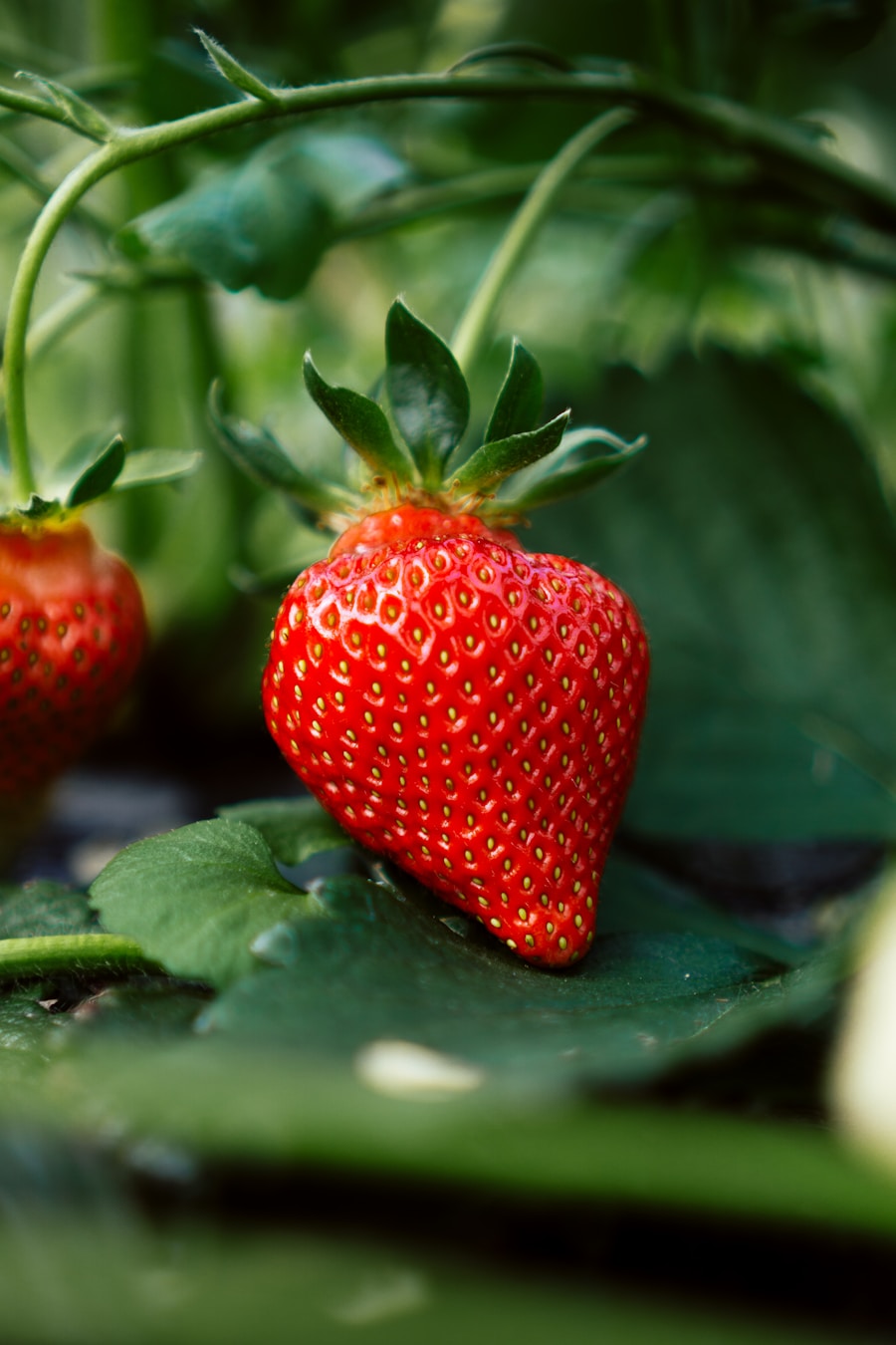 Strawberry on the plant